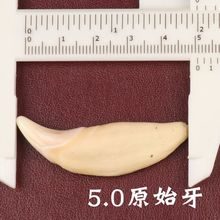 5.0厘米獠牙真狗牙齿男女黑狗牙吊坠狼牙项链藏獒牙本命年个性