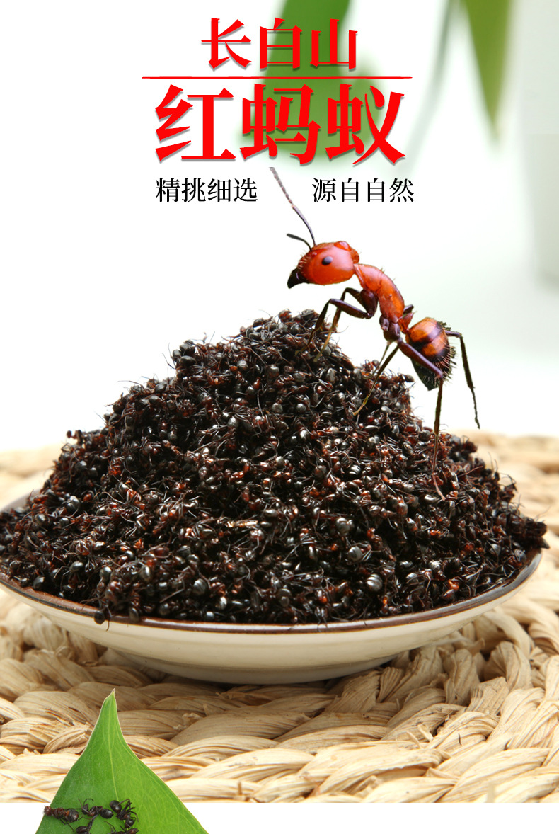 产地批发红蚂蚁长白山红蚂蚁500克/件 一件闪电代发闪电发货