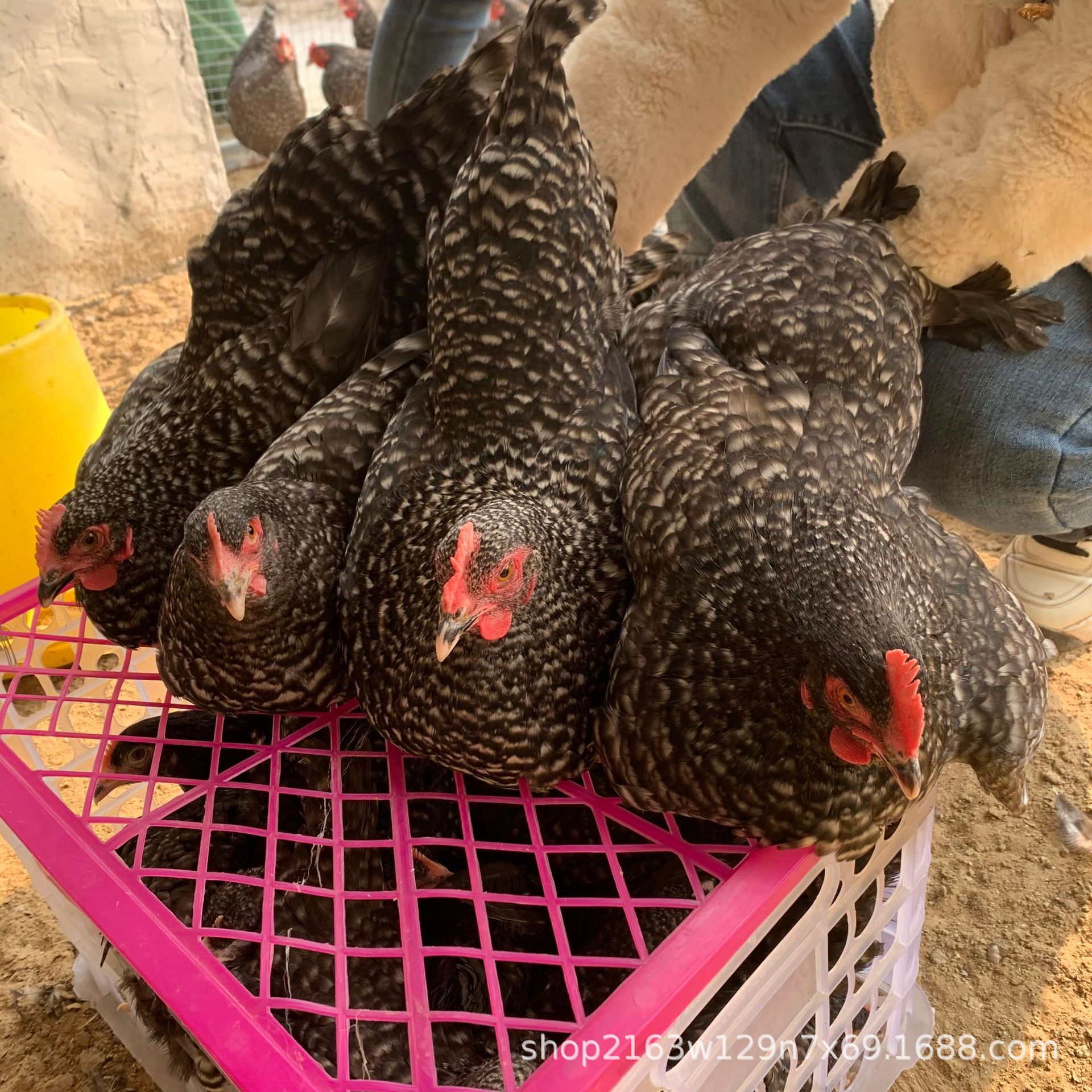 半斤芦花鸡苗活体汶上纯种芦花鸡成年芦花鸡黑白脱温鸡种蛋价格