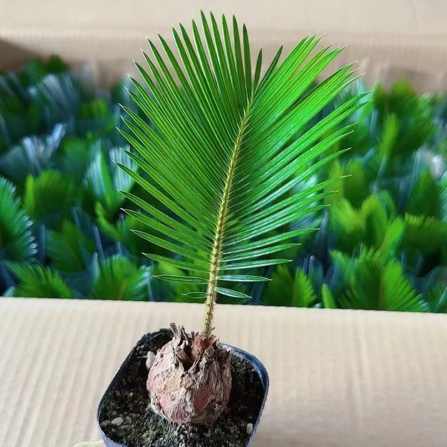 铁树盆栽植物室内好养花卉盆栽桌面迷你小植物茶桌禅意小盆景