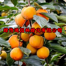 批发软枣种子 君迁子种子 野柿子软枣种子苗木砧木