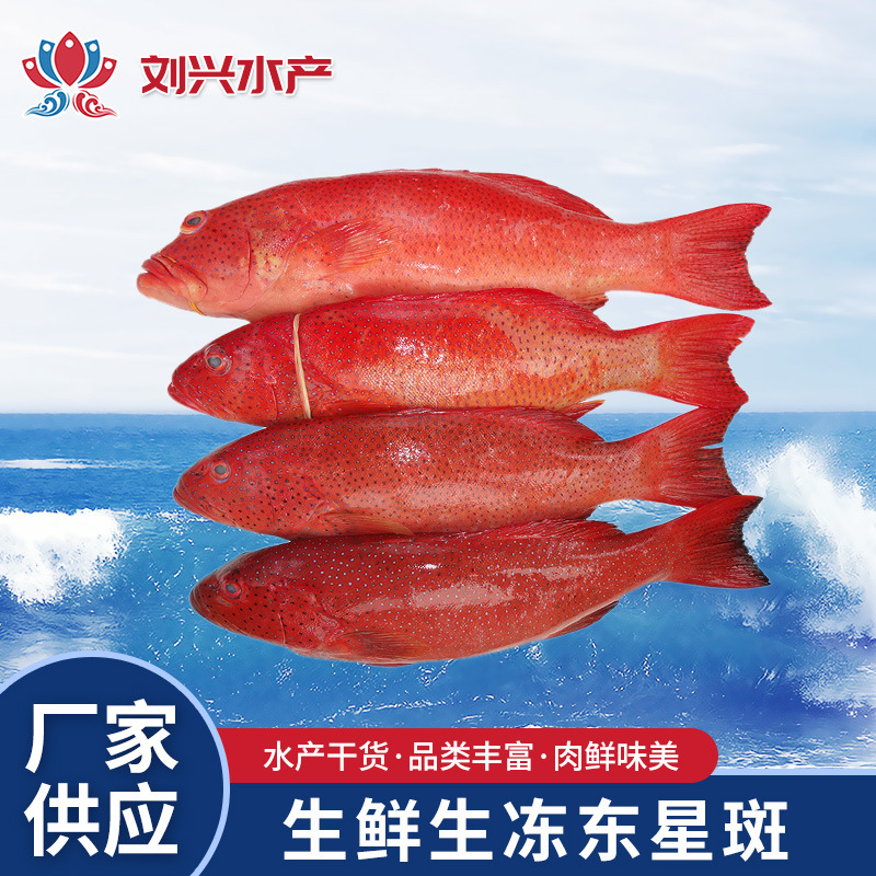 水产批发 刘兴水产东星斑 冰鲜鱼 冷冻鱼-阿里巴巴