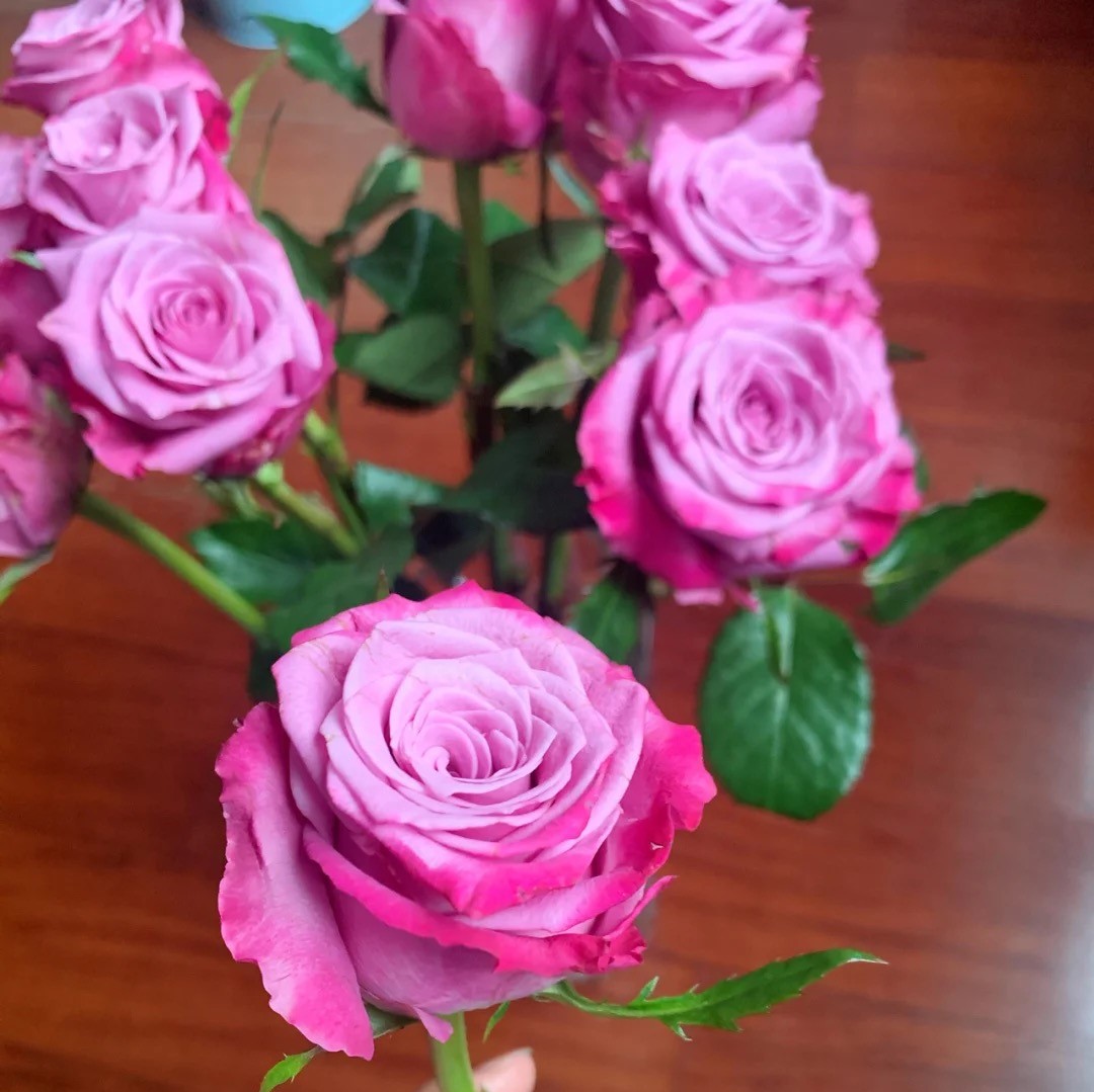 滇香月季园云南昆明斗南发货嫣然玫瑰小苗园艺盆栽绿植多年月季花