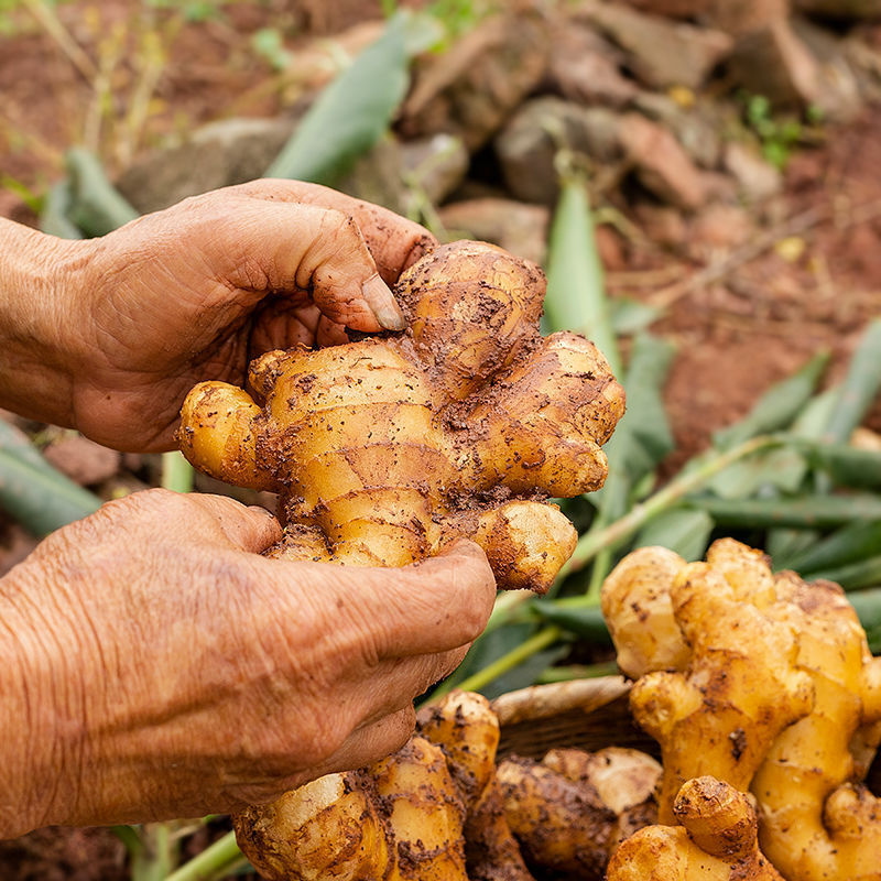 生姜批发现挖现发山东新鲜大黄姜老姜月子姜整箱速卖通跨境代发