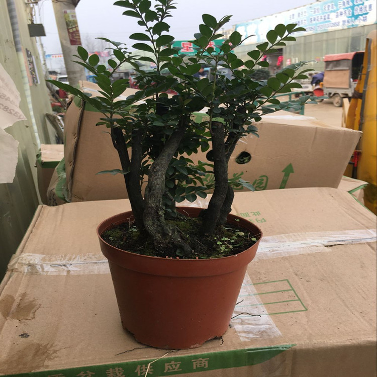 小叶黑骨茶紫檀盆栽批发桌面盆栽花卉盆景树桩室内观赏四季常青