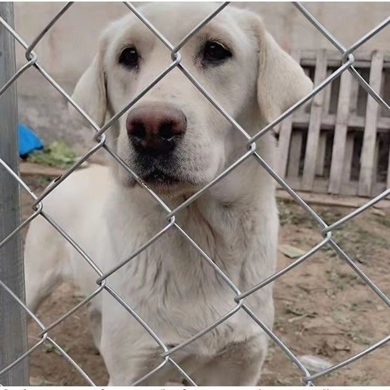 镀锌铁丝网围栏养殖网勾花网养鸡养狗网养猪养羊网果园围栏钢丝网