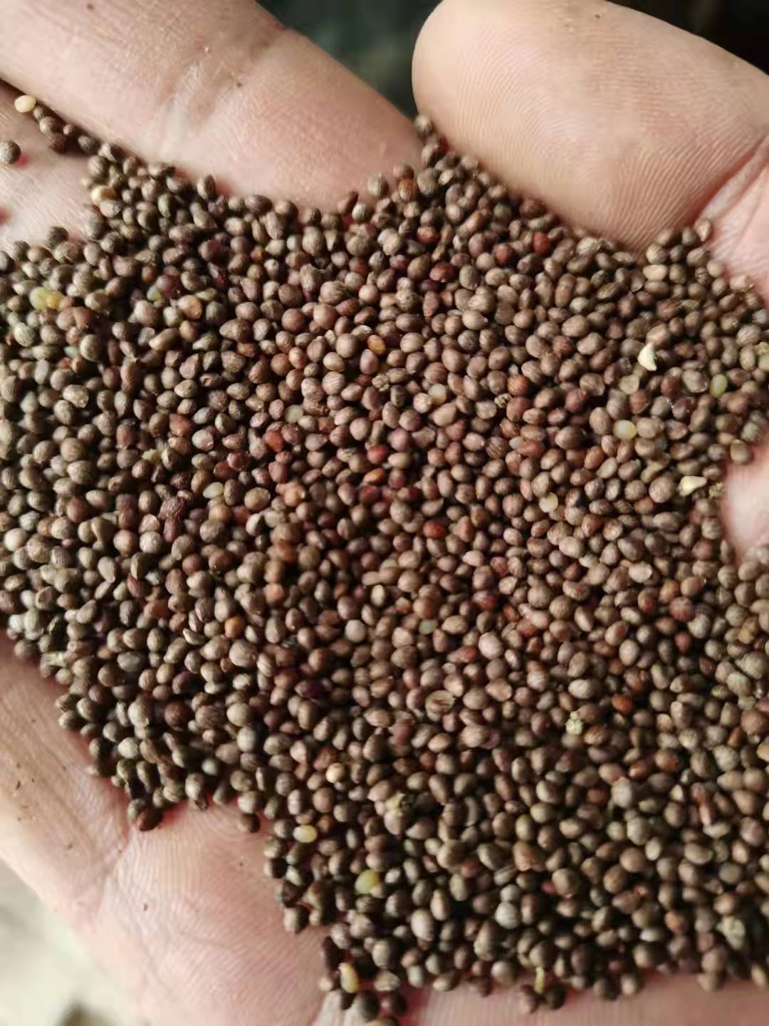 新炒熟紫苏籽500g正品苏子籽熟烤肉烧烤料榨油原料食用粉月饼商用