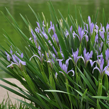 马蔺马兰花马莲四季易种园林绿化阳台花海庭院花苗耐寒耐旱宿根花