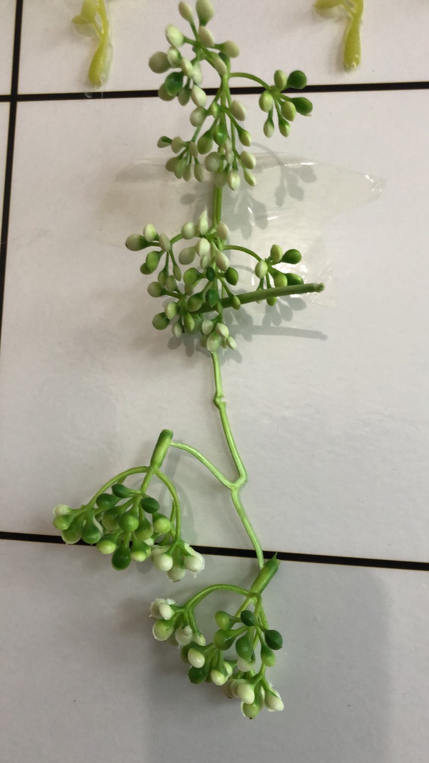 仿真假花 摆件 塑料 仿真 室内绿色植物装饰 情人果 双色果 实用