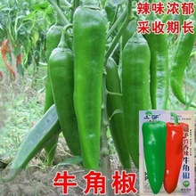 特大牛角椒种子 大果青椒 阳台庭院辣椒种籽微辣高产蔬菜种子四季
