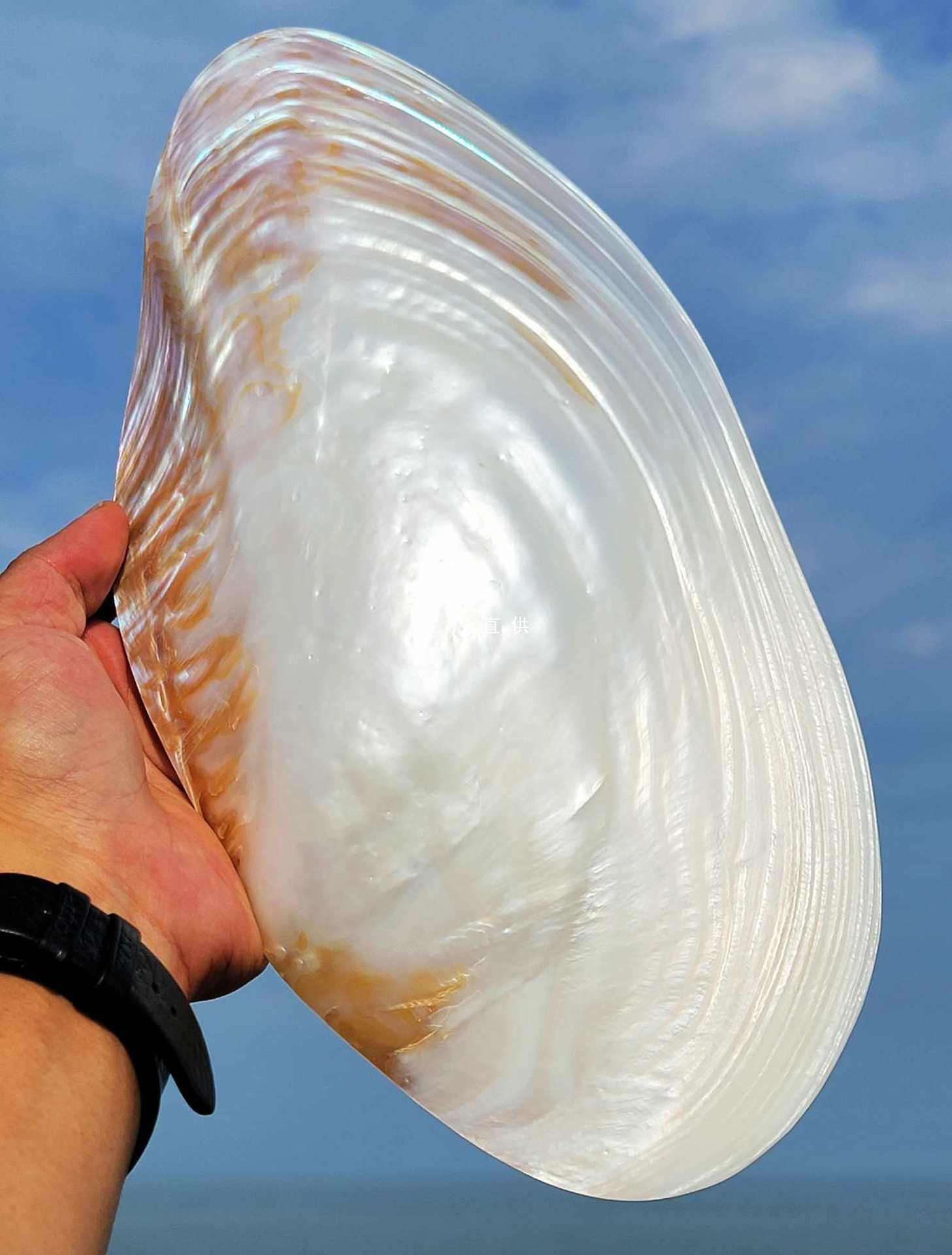 天然大珍珠蚌壳贝壳大海螺壳海星标本鱼缸造景装饰摆件果餐盘