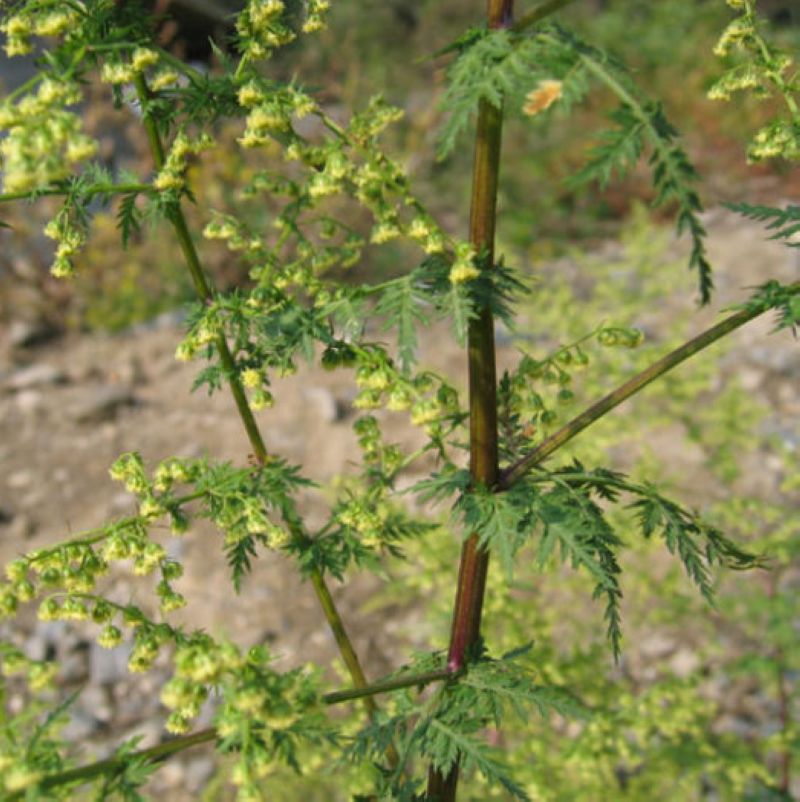 青蒿种子白蒿黄花蒿种子 青蒿种籽草蒿 廪蒿 茵陈蒿 邪蒿香蒿种子