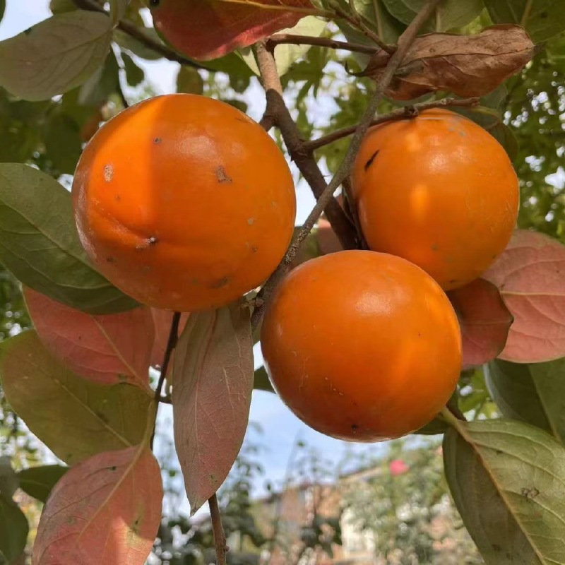 柿子苗 基地出售粗度1公分以上甜柿苗 盆栽地栽辉太郎柿子苗