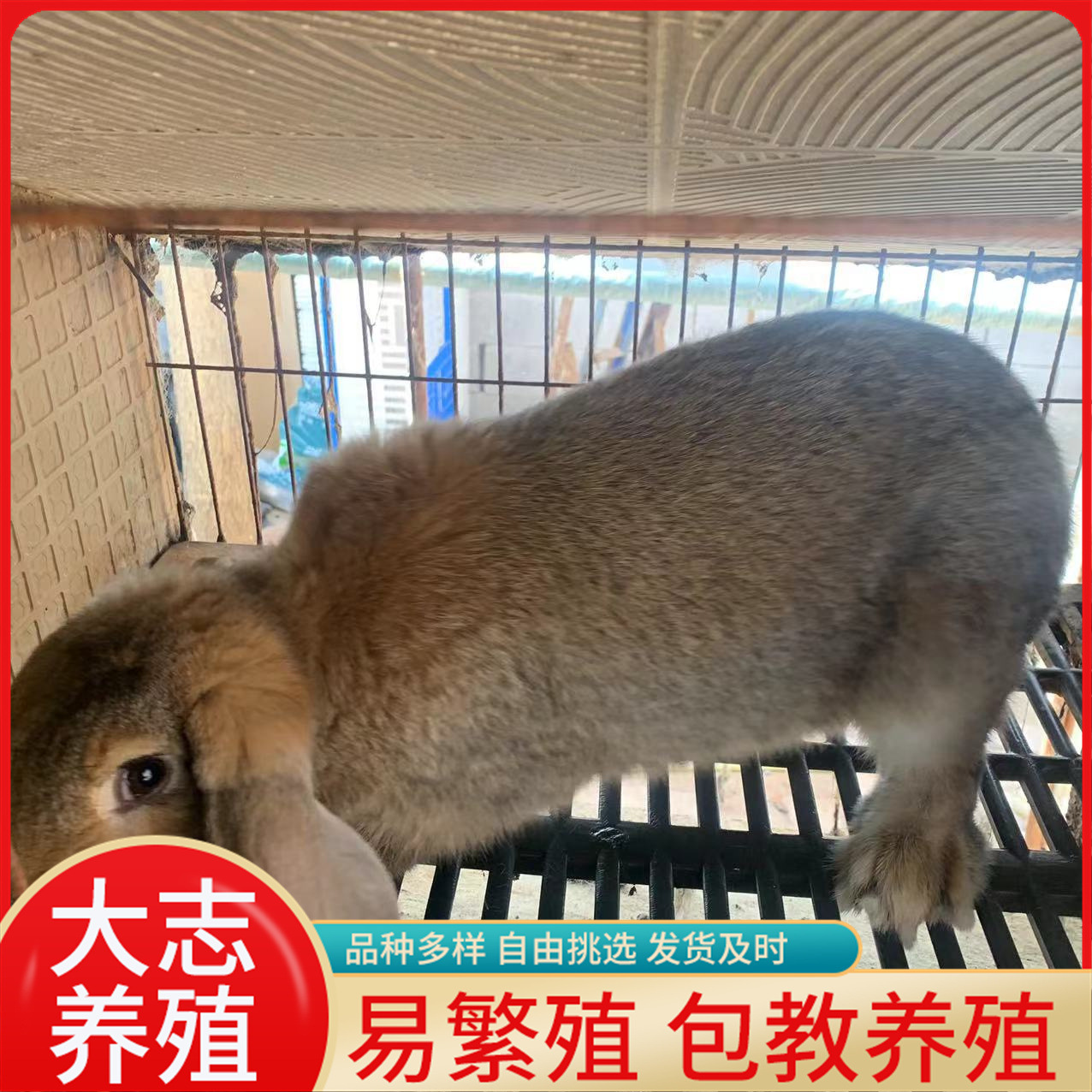 政府扶持公羊兔养殖垂耳公羊兔种苗批发成年公羊兔活体包教技术