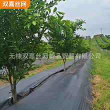 塑料防草地布厂家批发 遮阳PE黑色防草布 大棚果园防草除草地布