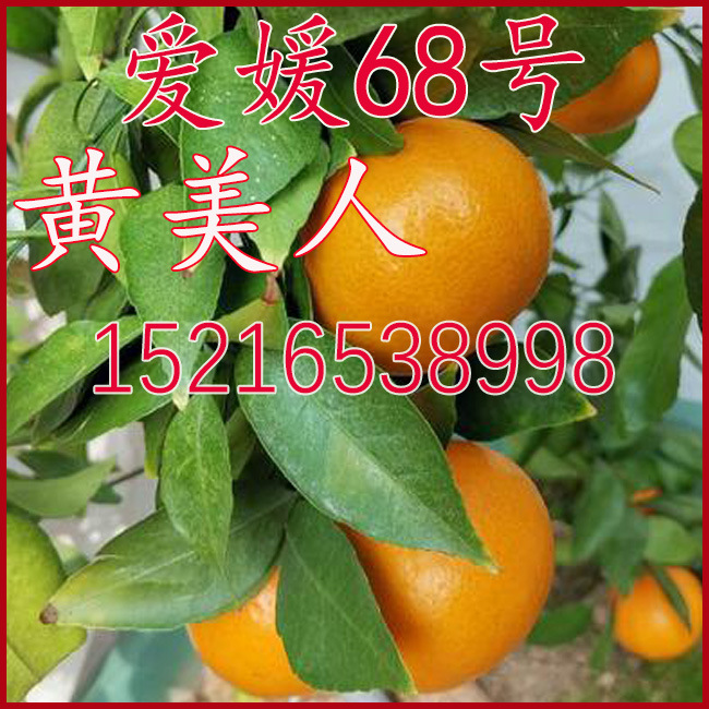 爱媛68号 黄美人柑橘苗 象山红美人华美二号爱媛38橘子树苗桔子苗
