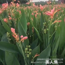 水生美人蕉180杯花叶芦竹梭鱼草千屈菜 针毛 香蒲 再力花 马鞭草