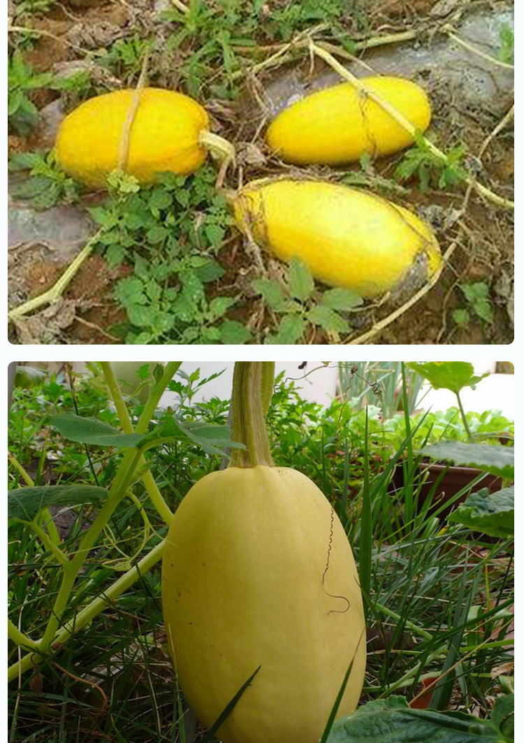 金丝绞瓜种子 农田菜园早熟香嫩搅瓜脆嫩味同海蜇拍砸瓜蔬菜籽