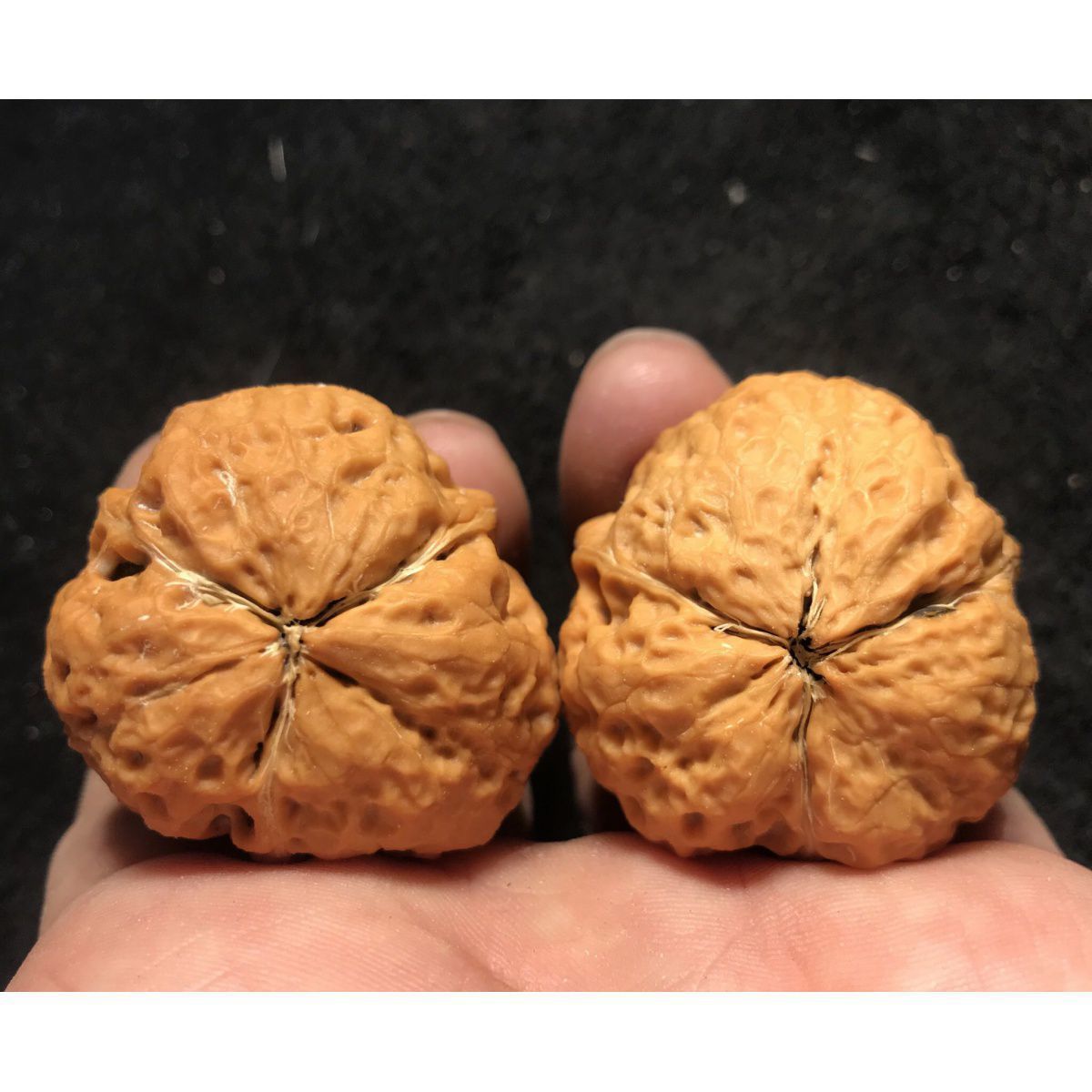 文玩核桃三棱野生异型蛤蟆头金蟾超大正奔云南铁核桃精品把玩核桃