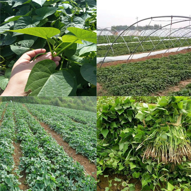 红薯苗 乐农地瓜苗番薯苗紫薯苗黄心红薯苗地瓜苗批发价格