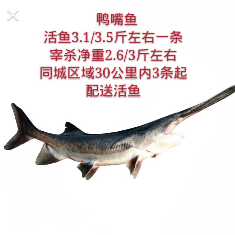 鸭嘴鱼3.1-3.5斤左右1条鸭嘴鲟活宰食用鲜活鲟鱼淡水鲟鱼鲜活宰