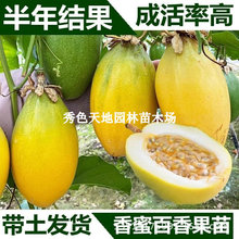 香蜜黄金百香果苗台湾甜蜜蜜哈蜜瓜味百香果树苗四季盆栽当年结果