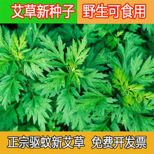 艾草种子艾叶香艾靳艾种子食用艾药用艾草种子驱蚊野生艾种子盆栽