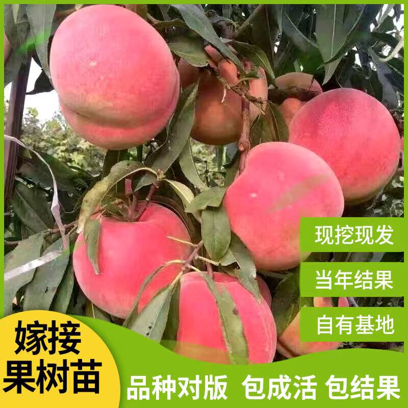 早熟水蜜桃树苗嫁接黄桃树苖树当年结果南方北方种植树苗桃树果苗