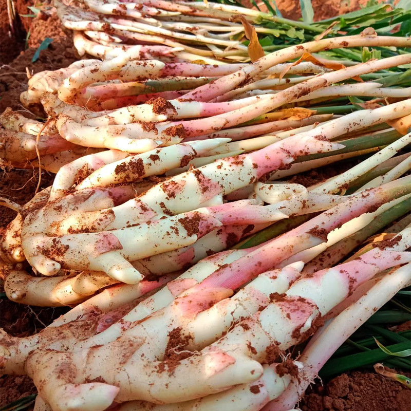 湖南江永香姜3斤/5斤 新鲜现挖生姜仔姜嫩姜