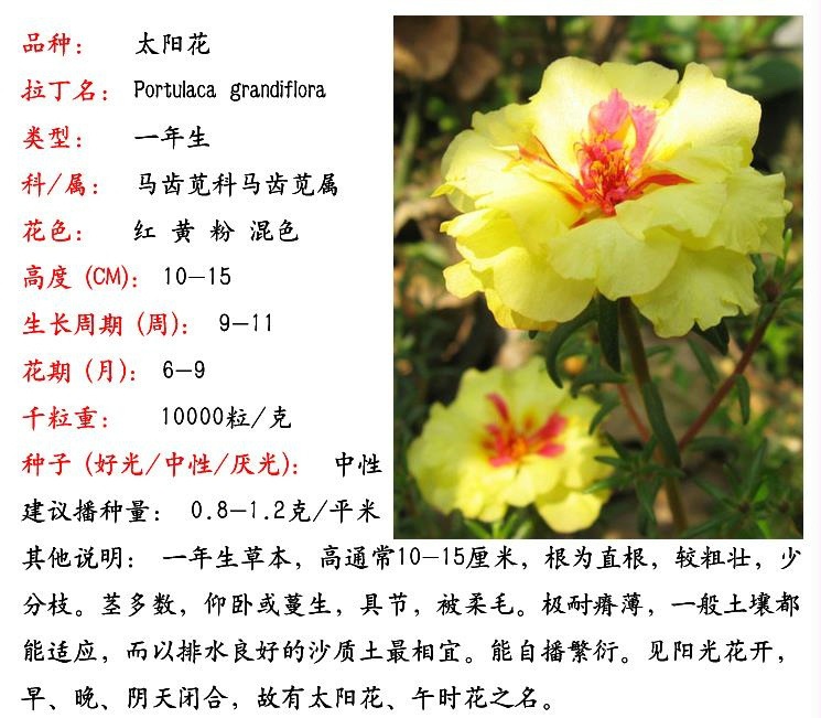 重瓣太阳花花籽花种籽子开花庭院花种子易活种籽盆栽室外太阳种孑