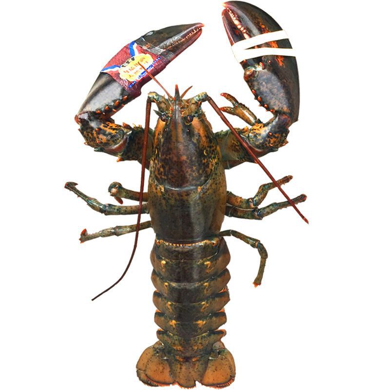 大虾鲜冻波士顿大龙虾大龙虾波龙海鲜水产澳龙波士顿龙虾顺丰邮