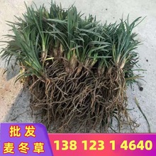 矮麦冬草玉龙草日本矮麦冬沿阶草庭院地被草坪绿化工程草坪用草