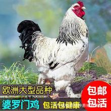 出售婆罗门鸡青年鸡成年种鸡 鸡苗批发活体婆罗门鸡景区观赏鸡