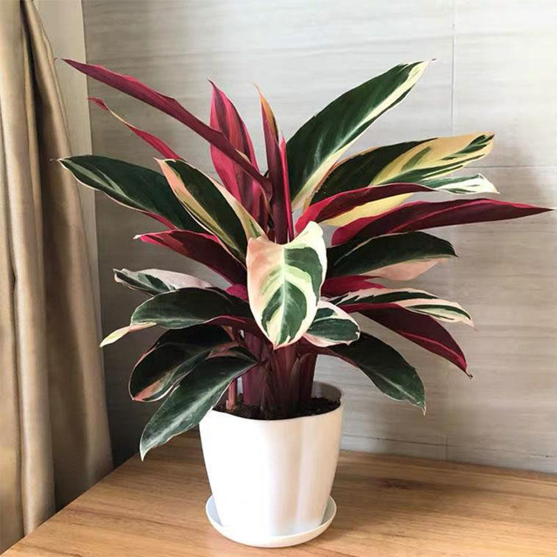 绿植观叶花卉七彩凤凰竹芋孔雀皇后盆栽花水培客厅室内外易活好养