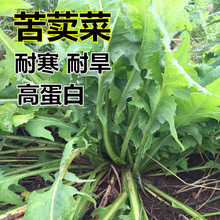 苦荬菜种子多年生牧草喂养猪牛羊鸡鸭鹅苦麻菜苦麦菜四季牧草种籽