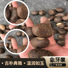 厂家供应白象牙果带皮原籽原料中果核手工打磨雕刻原果文玩手把件