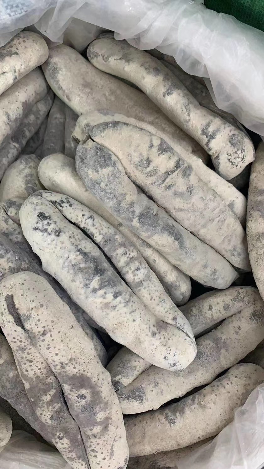 澳洲黑石参 猪婆参 黑猪婆参 白猪婆参