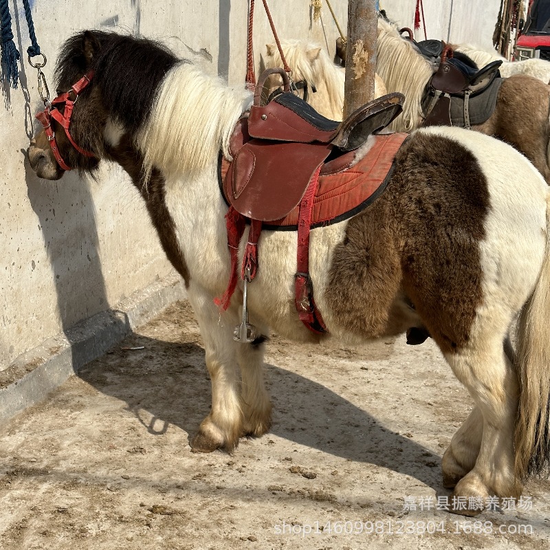 矮马活体养殖出售袖珍宠物小矮马价格 骑乘大马 儿童骑乘德保矮马