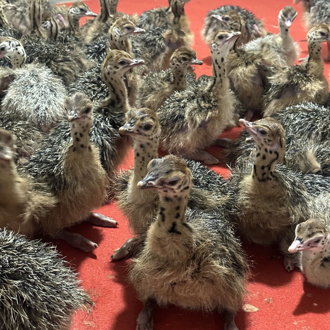 出售非洲鸵鸟苗鸵鸟幼鸟成年下蛋种鸵鸟小鸵鸟活体鸵鸟蛋格-阿里巴巴