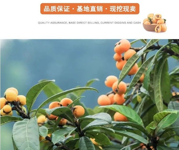 无核砂糖枇杷果苗树盆栽地栽嫁接大五星枇杷苗树南北方种当年结果