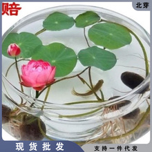 水培玻璃花瓶透明碗莲荷花铜钱草盆缸养睡莲的花盆鱼缸植物器