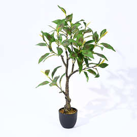 枇杷树盆景