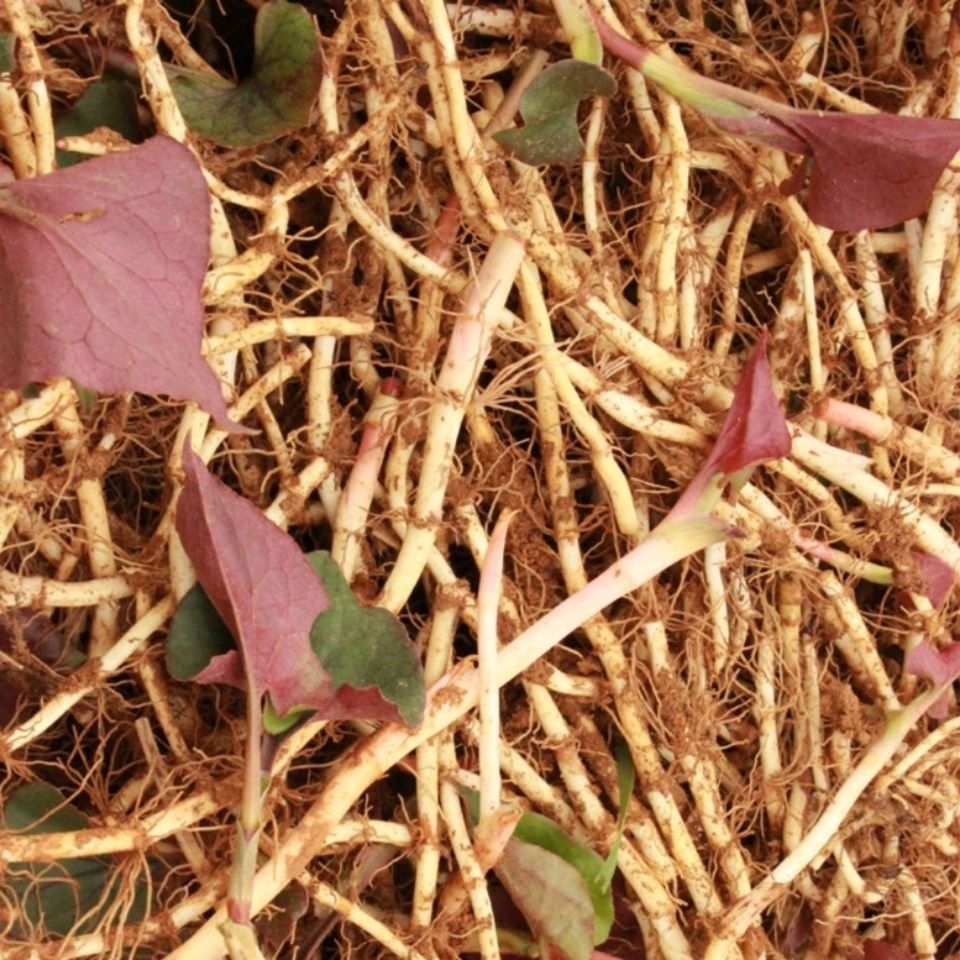 鱼腥草新鲜折耳根野生折儿根凉拌节节根农家四川现挖嫩根贵州特产