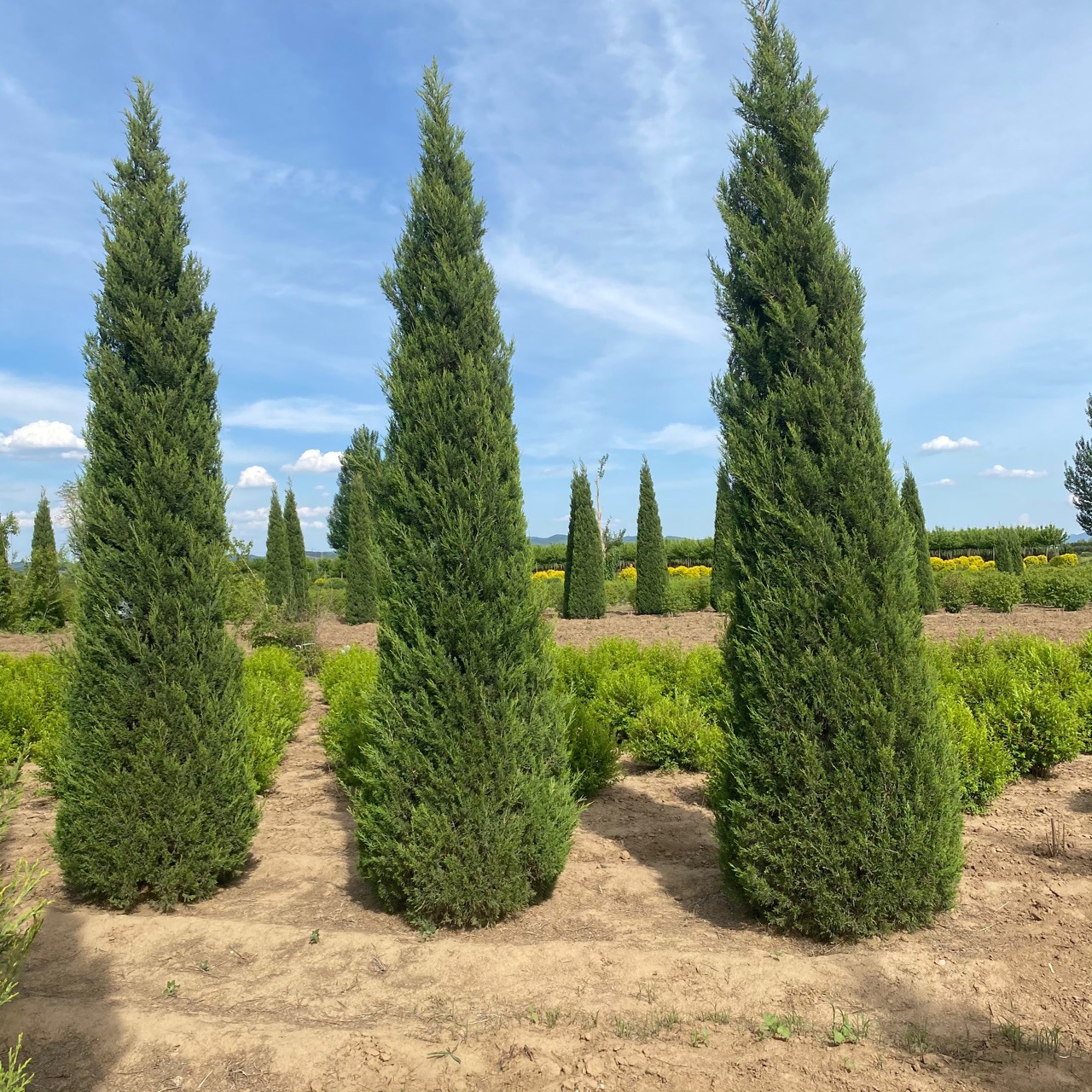 东北耐寒常青树 塔柏桧柏刺柏 圆柏树球产地批发-阿里巴巴