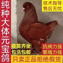 8种鸽鸽子斤可活物肉鸽一对活体养鸽子一对纯种特大活大型巨型元