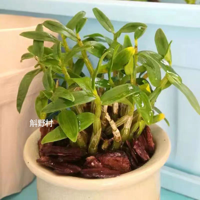 安徽霍山米斛旺盛大苗霍山石斛苗盆景批发石斛栽苗鲜条送基地树皮