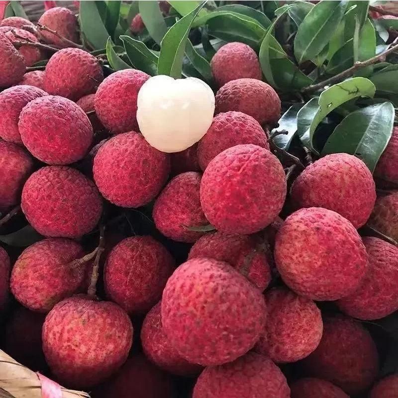 广西灵山荔枝新鲜水果现摘现发白糖罂黑叶桂味冷冻整箱2/6斤-阿里巴巴