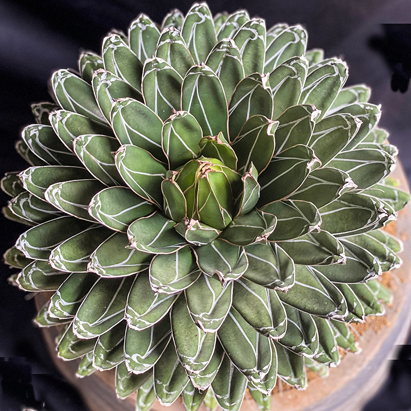 丸叶世之雪鬼脚屉之雪精品龙舌兰科植物沙漠多肉盆栽一物一拍