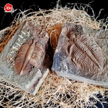 天然王冠三叶虫化石原石鱼树龙古生物动植物考古标本客厅桌面摆件