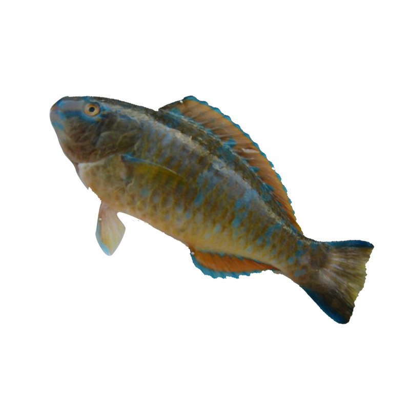 厂家水产供应海鲜苏眉鱼小苏眉青衣 鹦鹉鱼 500g批发新鲜饭店商用